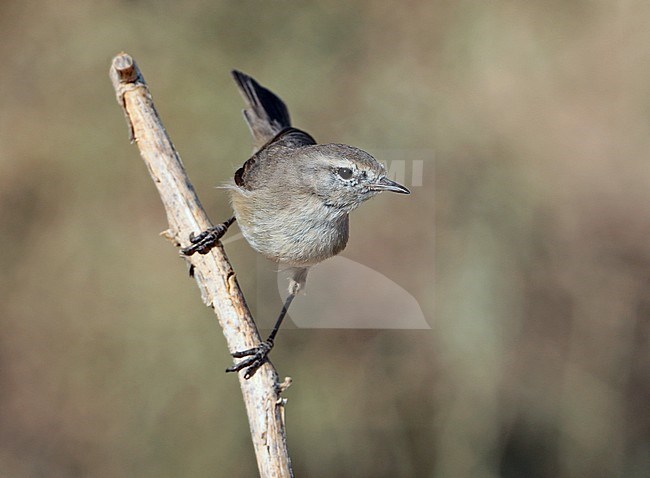 Plain Leaf Warbler (Phylloscopus neglectus) at Sur in Oman. stock-image by Agami/Aurélien Audevard,