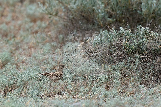 Greater Short-toed Lark (Calandrella brachydactyla longipennis). Adult close to the nest carrying food in low steppe vegetation in Kazakhstan. stock-image by Agami/Kari Eischer,