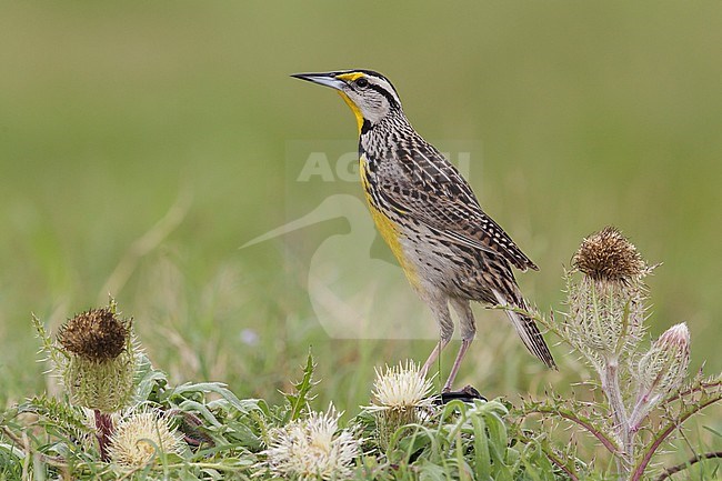 Adult breeding
Galveston Co., TX
April 2013 stock-image by Agami/Brian E Small,