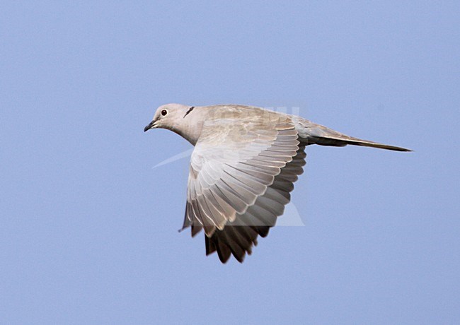 Turkse Tortel, Eurasian Collared Dove, Streptopelia decaocto stock-image by Agami/Mike Danzenbaker,