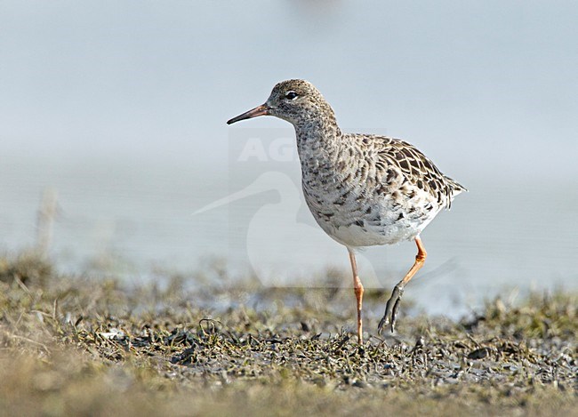 Kemphaan, Ruff stock-image by Agami/Roy de Haas,