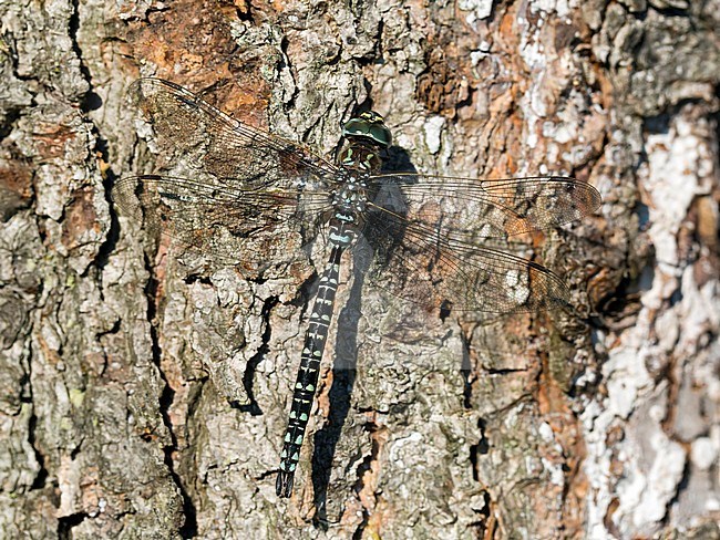 Mannetje Noordse glazenmaker, Male Aeshna subarctica stock-image by Agami/Wil Leurs,
