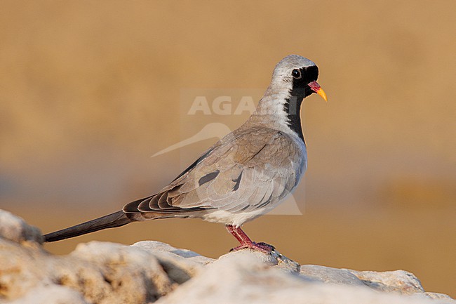 Namaqua Dove (Oena capensis) taken the 03/03/2023 at Thumrait - Oman. stock-image by Agami/Nicolas Bastide,