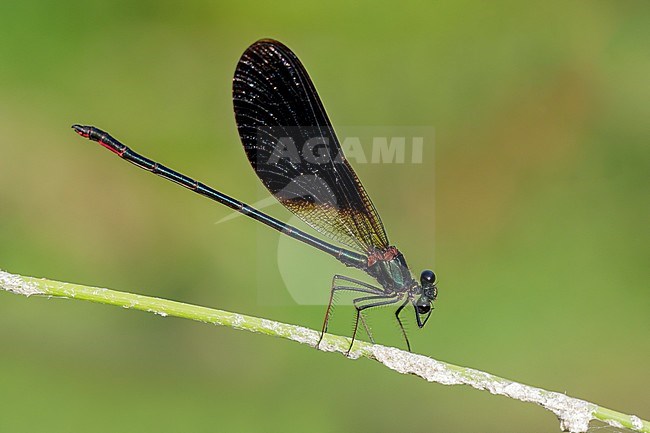 Copper Demoiselle (Calopteryx haemorrhoidalis), side view of an adult male perched on a plant, Campania, Italy stock-image by Agami/Saverio Gatto,