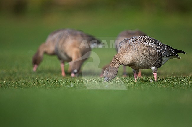 First-winter Pink-footed Goose (Anser brachyrhynchus) in urban area in Germany (Baden-Württemberg). Grazing on a lawn. stock-image by Agami/Ralph Martin,