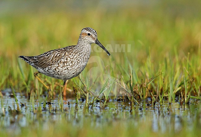 Adult Stilt Sandpiper, Calidris himantopus, in transition to breeding plumage
Galveston Co., Texas, USA. stock-image by Agami/Brian E Small,