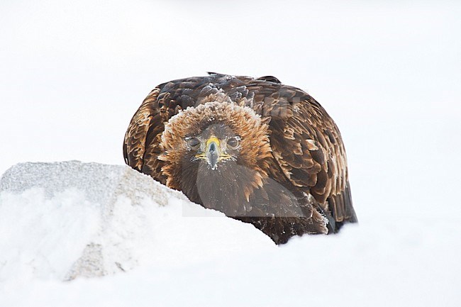 Adult Golden Eagle (Aquila chrysaetos) looking straight into the camera on a prey in Finland during the winter. stock-image by Agami/Jari Peltomäki,