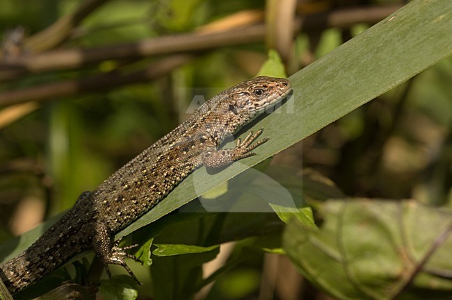 Zijaanzicht Zandhagedis; Side view Sand lizard stock-image by Agami/Wil Leurs,