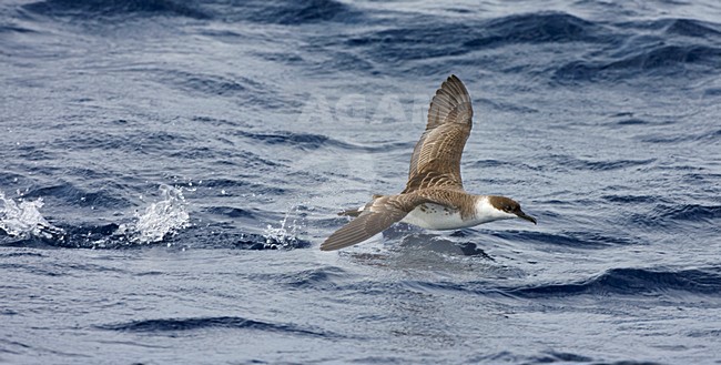 Grote Pijlstormvogel op volle zee; Great Shearwater out at sea stock-image by Agami/Marc Guyt,