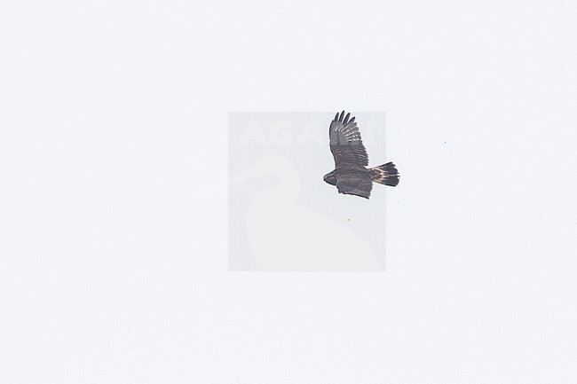 Rough-legged Hawk (Buteo lagopus sanctijohannis) flying over the Caldeira do Corvo, Corvo, Azores, Portugal. stock-image by Agami/Vincent Legrand,