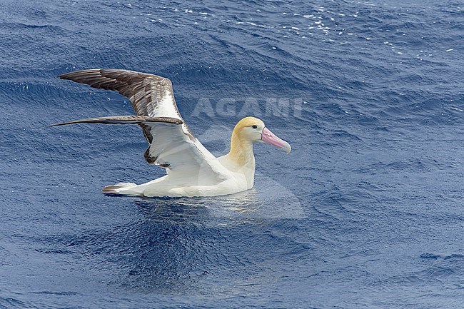 Adult Short-tailed Albatross (Phoebastria albatrus) swimming at sea off Torishima island, Japan. Also known as Steller's albatross. stock-image by Agami/Marc Guyt,