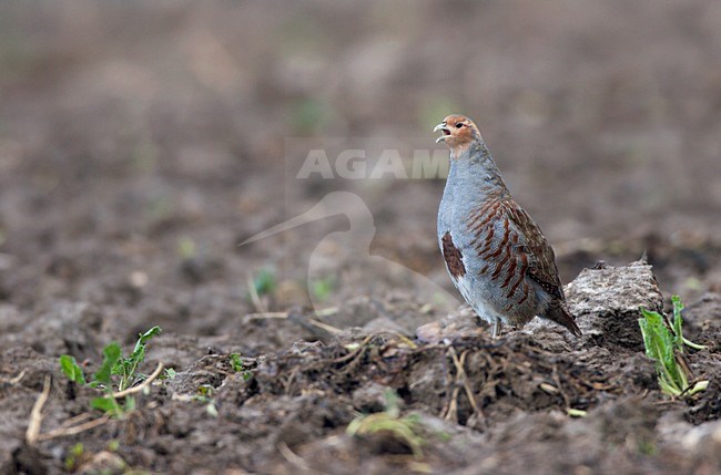 Patrijs in akkerland; Partridge in farmland stock-image by Agami/Ran Schols,