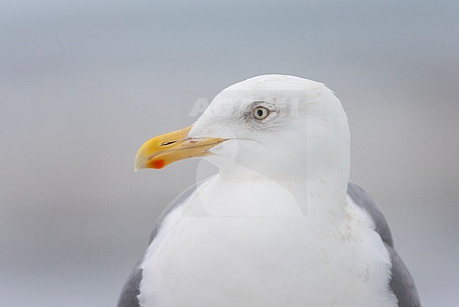 Glaucous-winged Gull (Larus glaucescens) wintering in harbour in northern Japan. Closeup of an adult in winter plumage. stock-image by Agami/Marc Guyt,