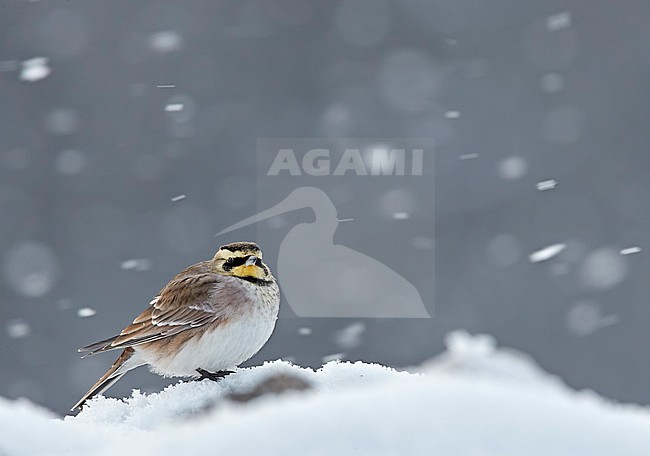 Shore Lark (Eremophila alpestris) Vantaa Finland February 2018 stock-image by Agami/Markus Varesvuo,