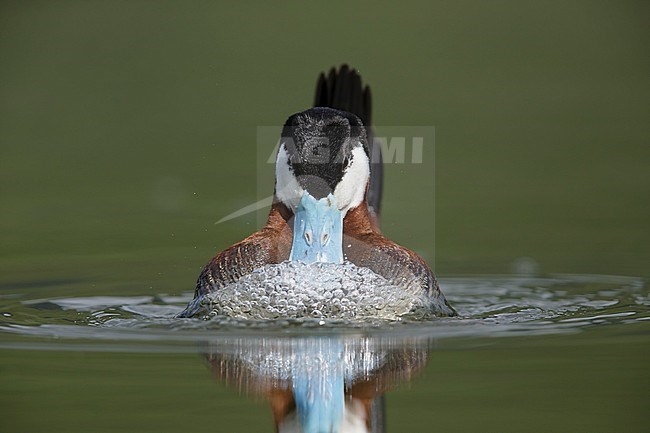 Adult male Ruddy Duck (Oxyura jamaicensis) in display
Kamloops, British Columbia
June 2015 stock-image by Agami/Brian E Small,
