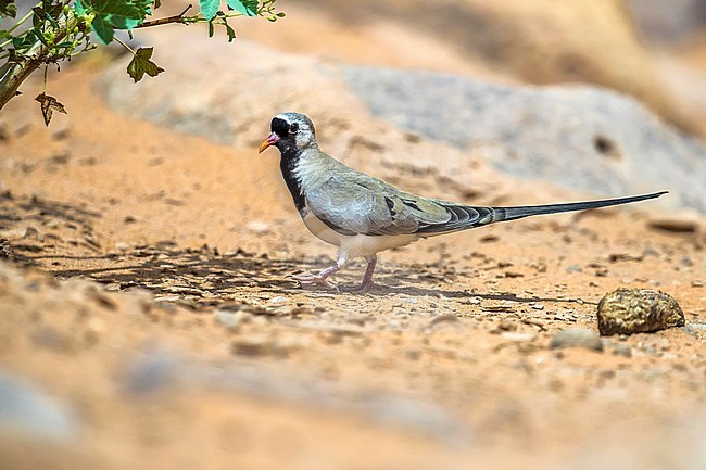 Male adult Namaqua Dove walking near Atar, Adar, Mauritania. April 05, 2018. stock-image by Agami/Vincent Legrand,
