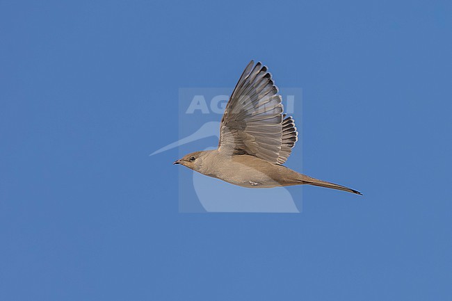 Adult female Grey Hypocolius, (Hypocolius ampelinus) flying over Kuwait City, Kuwait. stock-image by Agami/Vincent Legrand,
