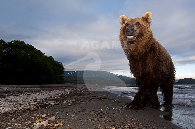 Kamchatka Brown Bear, Kamtsjatkabeer stock-image by Agami/Sergey Gorshkov,