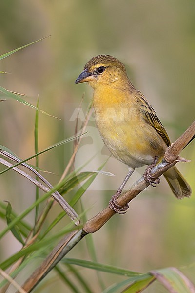 Kilombero Weaver (Ploceus burnieri) perched on a branch in Tanzania. stock-image by Agami/Dubi Shapiro,