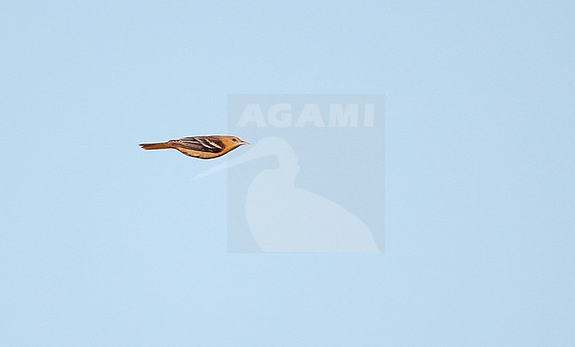 Baltimore oriole (Icterus galbula) migrating over Higbee Beach, Cape May, New Jersey in USA. stock-image by Agami/Helge Sorensen,