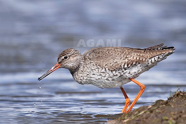 Common, Redshank, Tringa totanus picking up something to eat. stock-image by Agami/Hans Germeraad,