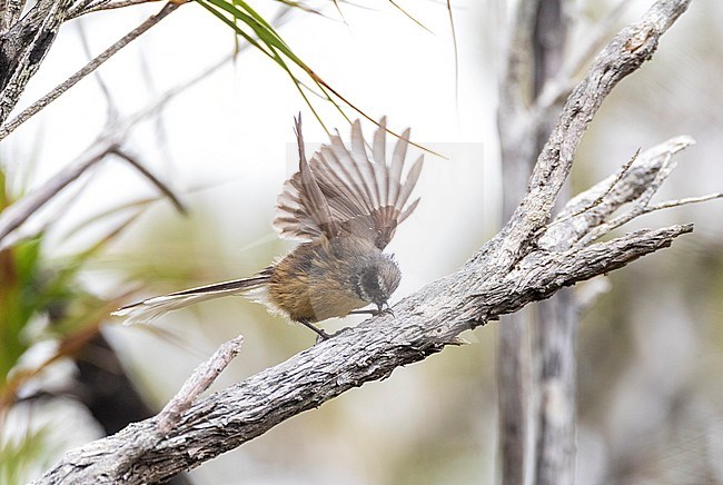 Chatham Island Fantail (Rhipidura fuliginosa penita) perched in a small tree on the Chatham Islands off New Zealand. Taking off from a branch. stock-image by Agami/Marc Guyt,