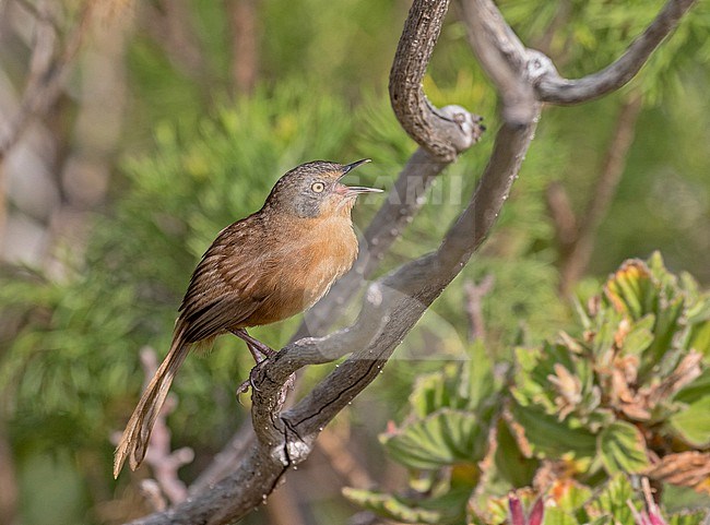 Victorin's Warbler (Cryptillas victorini) in South Africa. stock-image by Agami/Pete Morris,