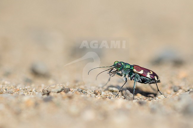 Cicindela nitida, Russia (Baikal), imago stock-image by Agami/Ralph Martin,