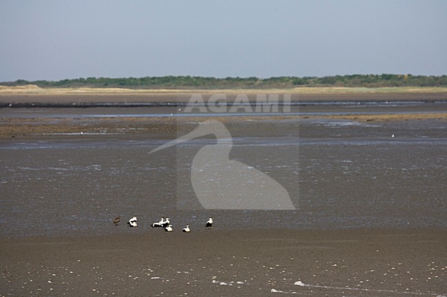 Waddenzee bij Schiermonnikoog; Wadden Sea at Schiermonnikoog stock-image by Agami/Marc Guyt,