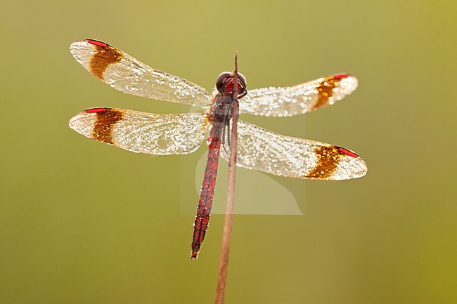 Bandheidelibel nat van de dauw; Banded darter wet from the dew stock-image by Agami/Theo Douma,