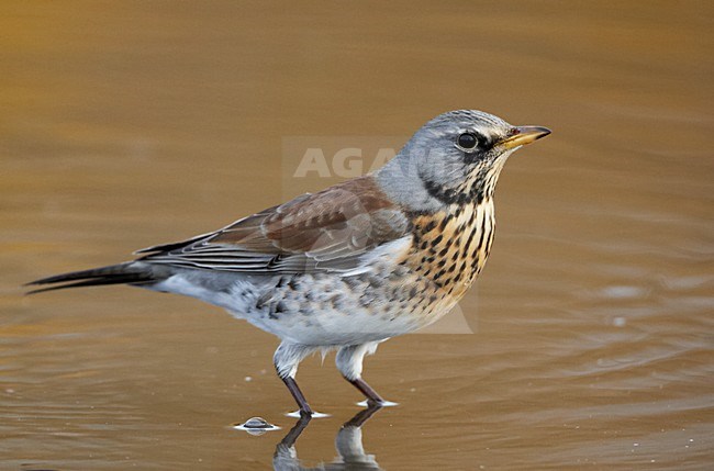 Kramsvogel in het water; Fieldfare standing in water stock-image by Agami/Markus Varesvuo,