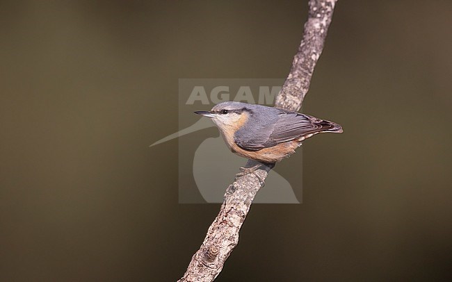 Eurasian Nuthatch (Sitta europaea hispaniensis), perched bird at Sierra de San Pedro, Extremadura, Spain stock-image by Agami/Helge Sorensen,