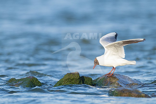  stock-image by Agami/Menno van Duijn,