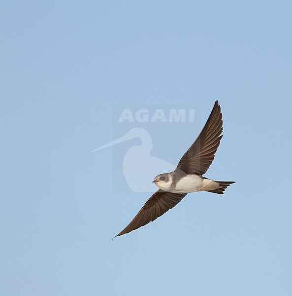 Sand Martin (Riparia riparia) in dunes of Texel, Netherlands. stock-image by Agami/Marc Guyt,