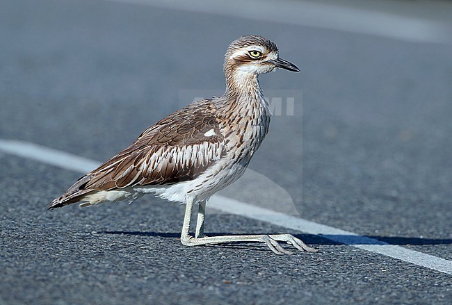 Bush Stone-Curlew (Burhinus grallarius) at Cairns Esplanade in Australia. Resting on the road, in the middle of the road. stock-image by Agami/Aurélien Audevard,