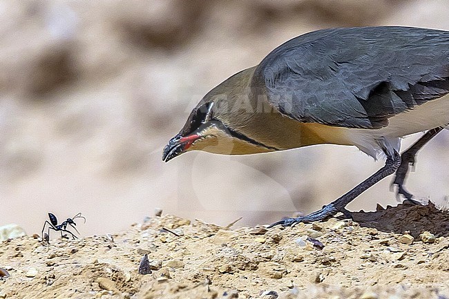Adult Collared Pratincole hunting a ant in the desert near Yotvata, Israel. April 13, 2013. stock-image by Agami/Vincent Legrand,