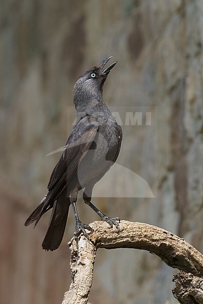 Taccola (Coloeus monedula), adult perched on a branch, Basilicata, Italy stock-image by Agami/Saverio Gatto,