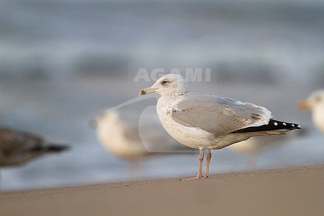 Herring Gull - Silbermöwe - Larus argentatus, Germany, 3rd Winter stock-image by Agami/Ralph Martin,