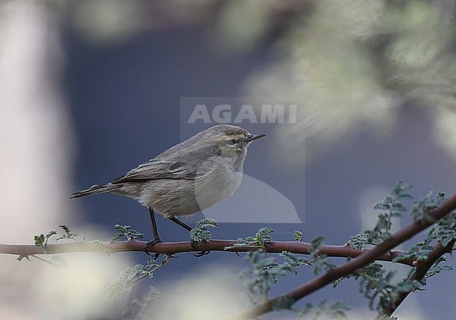 Plain Leaf Warbler, Phylloscopus neglectus, wintering in Oman. stock-image by Agami/Laurens Steijn,