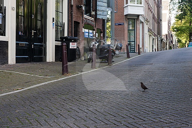 Merel zittend op straat in Amsterdam; Eurasian Blackbird perched on the street in Amsterdam stock-image by Agami/Marc Guyt,
