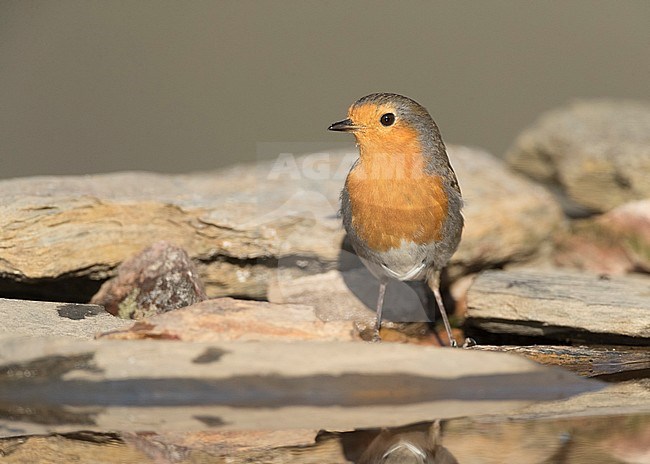 Adult European Robin (Erithacus rubecula) in late winter in on a rock. stock-image by Agami/Marc Guyt,