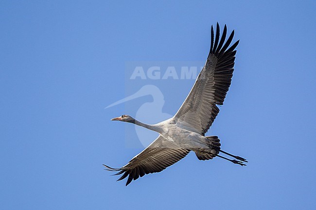 Common Crane (Grus grus) juvenile in flight, autumn migration at Lolland, Denmark stock-image by Agami/Helge Sorensen,