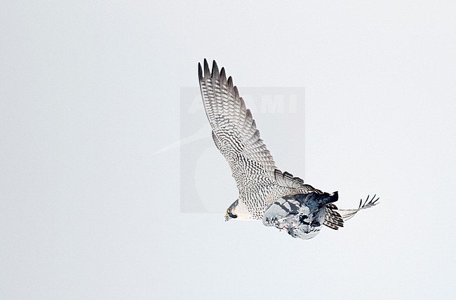 Peregrine (Falco peregrinus, most propbably subspecies anatum) Canada January 2017 stock-image by Agami/Markus Varesvuo,