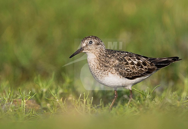 Temminck's Stint - Temminckstrandläufer - Calidris temminckii, Germany, breeding plumage stock-image by Agami/Ralph Martin,