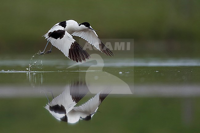  stock-image by Agami/Han Bouwmeester,