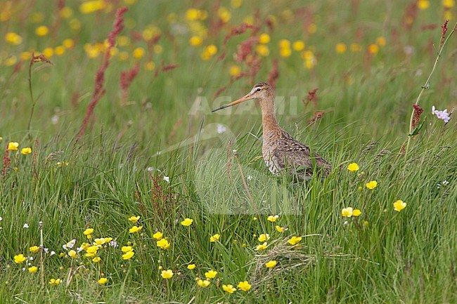 Grutto staand in een kleurrijk weiland; Black-tailed Godwit (Limosa limosa) standing in a meadow full of flowers stock-image by Agami/Arie Ouwerkerk,