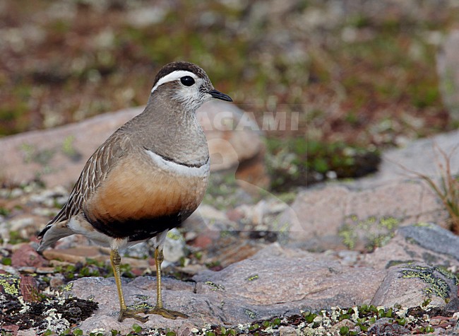 Adulte Morinelplevier, Eurasian Dotterel adult stock-image by Agami/Markus Varesvuo,