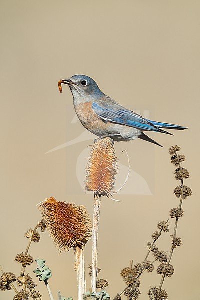  stock-image by Agami/Brian E Small,