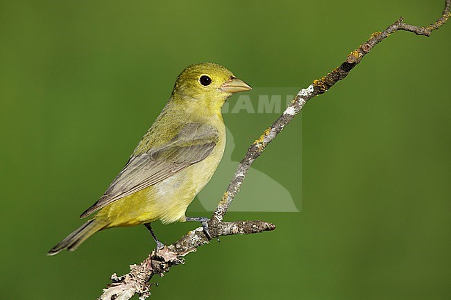 Adult female Scarlet Tanager (Piranga olivacea) perched on branch in Galveston Co., Texas. stock-image by Agami/Brian E Small,