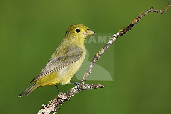 Adult female Scarlet Tanager (Piranga olivacea) perched on branch in Galveston Co., Texas. stock-image by Agami/Brian E Small,